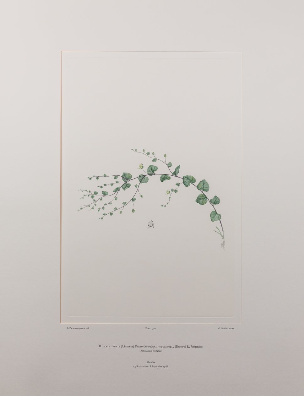 Kicksia spuria subsp. integrifolia (Scrophulariaceae) - Plaka 397, Banks#39; Florilegium, c.1771-84 (kağıt üzerine bakır levha gravürü) by Joseph Banks