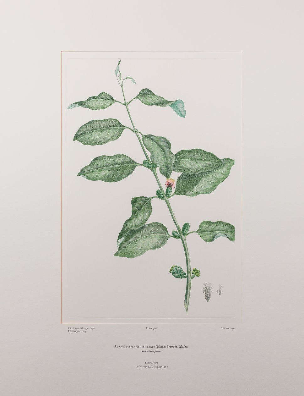 Lepeostegeres geminiflorus (Loranthaceae) - Plaka 386, Banks#39; Florilegium, c.1771-84 (kağıt üzerine bakır levha gravür) by Joseph Banks