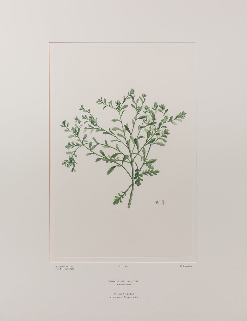 Lepidium flexicaule (Cruciferae) - Plaka 409, Banks#39; Florilegium, c.1771-84 (kağıt üzerine bakır levha gravür) by Joseph Banks