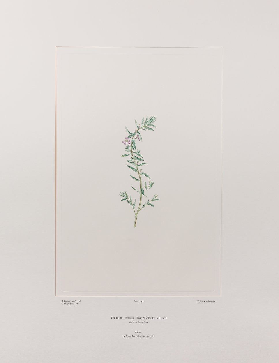 Lythrum junceum (Lythraceae) - Plaka 392, Banks#39; Florilegium, c.1771-84 (kağıt üzerine bakır levha gravür) by Joseph Banks