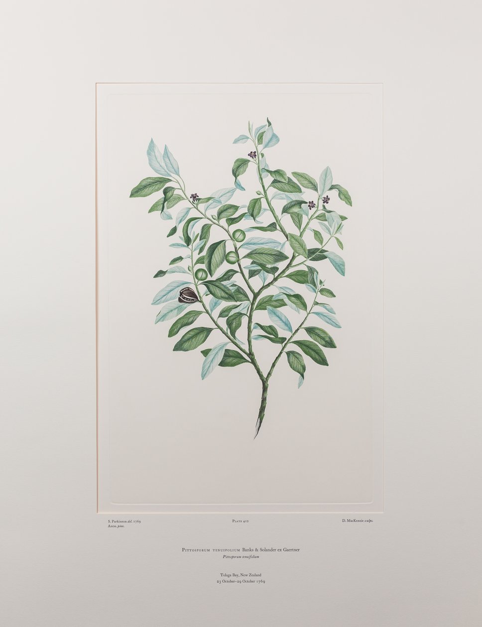 Pittosporum tenuifolium (Pittosporaceae) - Plaka 412, Banks#39; Florilegium, c.1771-84 (kağıt üzerine bakır levha gravür) by Joseph Banks
