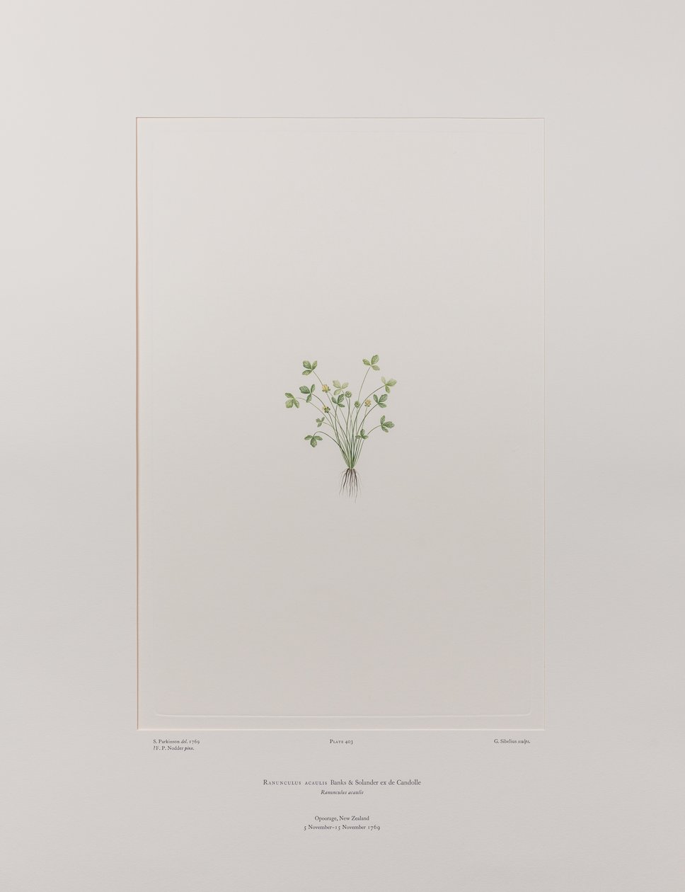 Ranunculus acaulis (Ranunculaceae) - Plaka 403, Banks#39; Florilegium, c.1771-84 (kağıt üzerine bakır levha gravür) by Joseph Banks