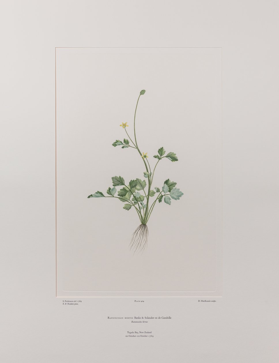 Ranunculus hirtus (Ranunculaceae) - Levha 404, Banks#39; Florilegium, c.1771-84 (kağıt üzerine bakır levha gravür) by Joseph Banks