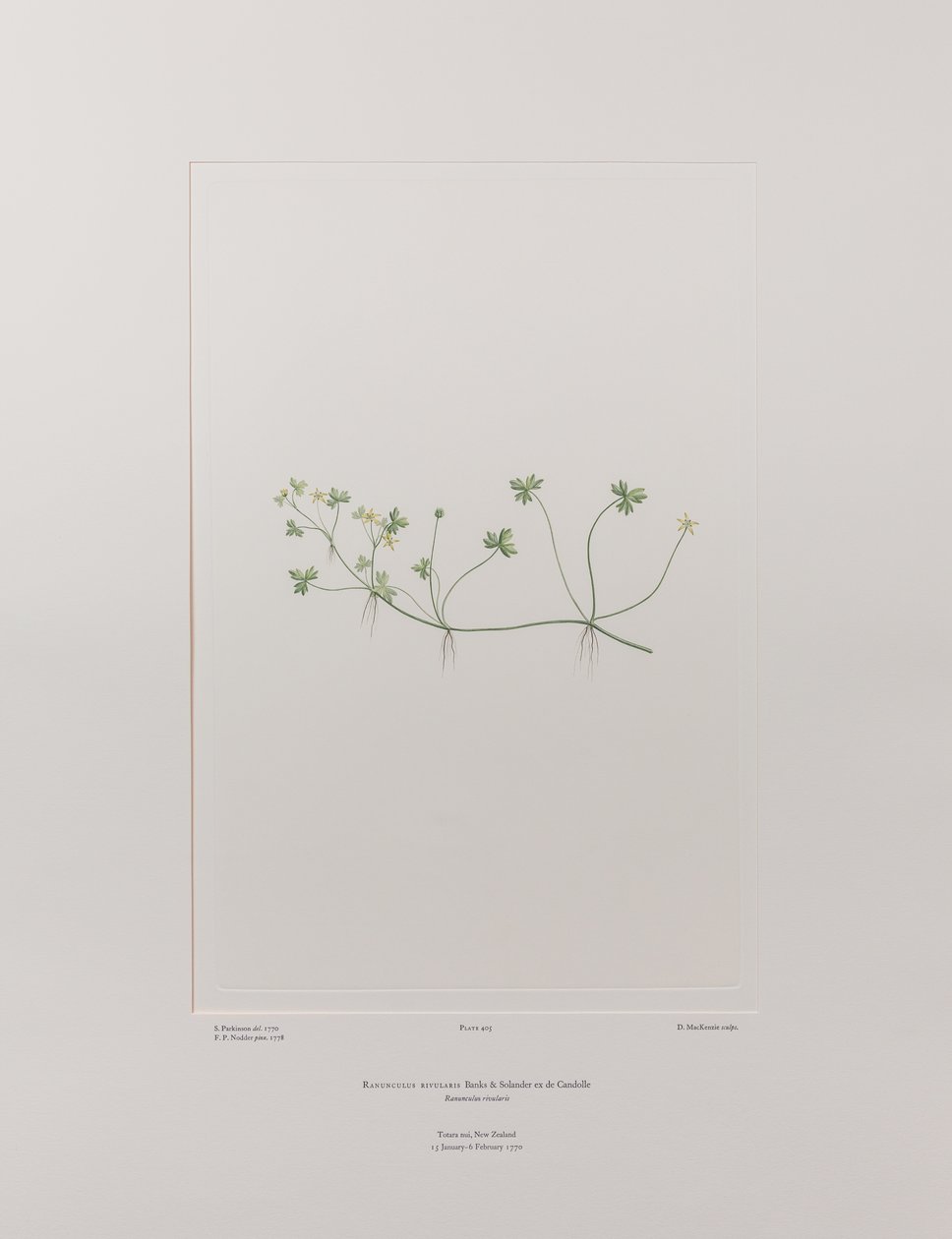 Ranunculus rivularis (Ranunculaceae) - Plaka 405, Banks#39; Florilegium, c.1771-84 (kağıt üzerine bakır levha gravür) by Joseph Banks