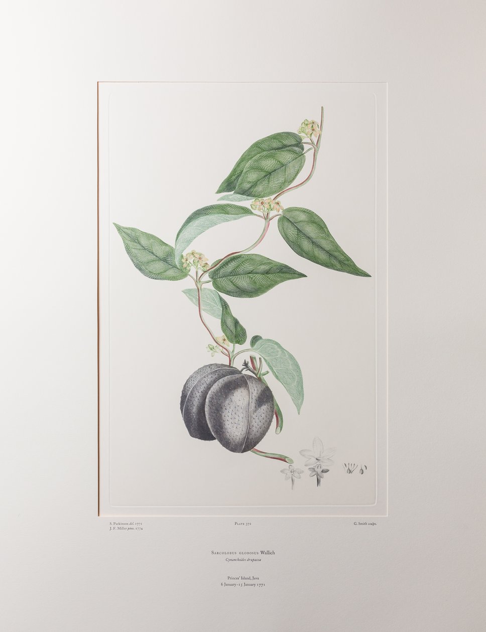 Sarcolobus globosus subsp. globosus (Asclepiadaceae) - Levha 372, Banks#39; Florilegium, c.1771-84 (kağıt üzerine bakır levha gravür) by Joseph Banks