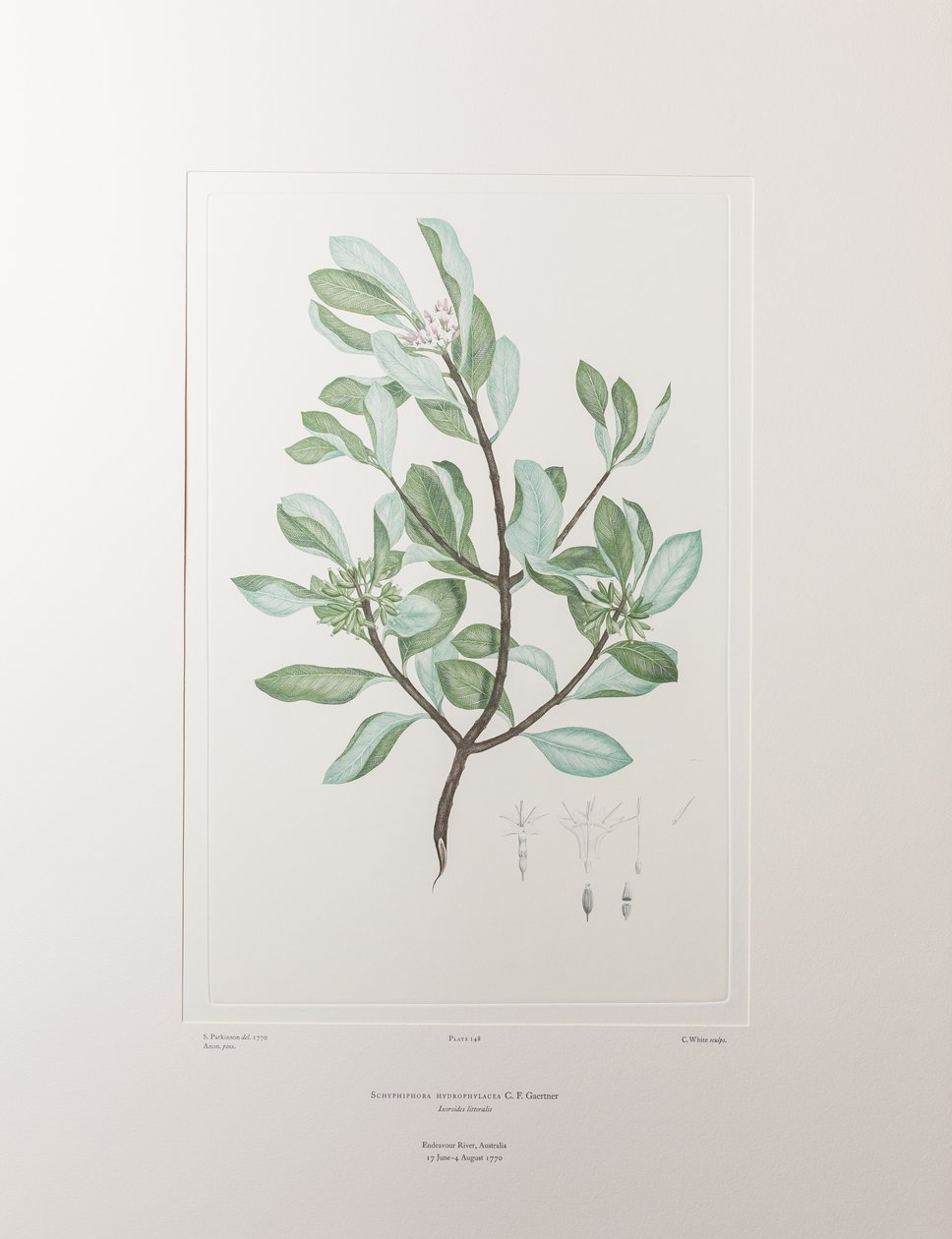 Schyphiphora Hydrophyllacea (Rubiaceae) - Levha 148, Banks#39; Florilegium, c.1771-84 (kağıt üzerine bakır levha gravürü) by Joseph Banks