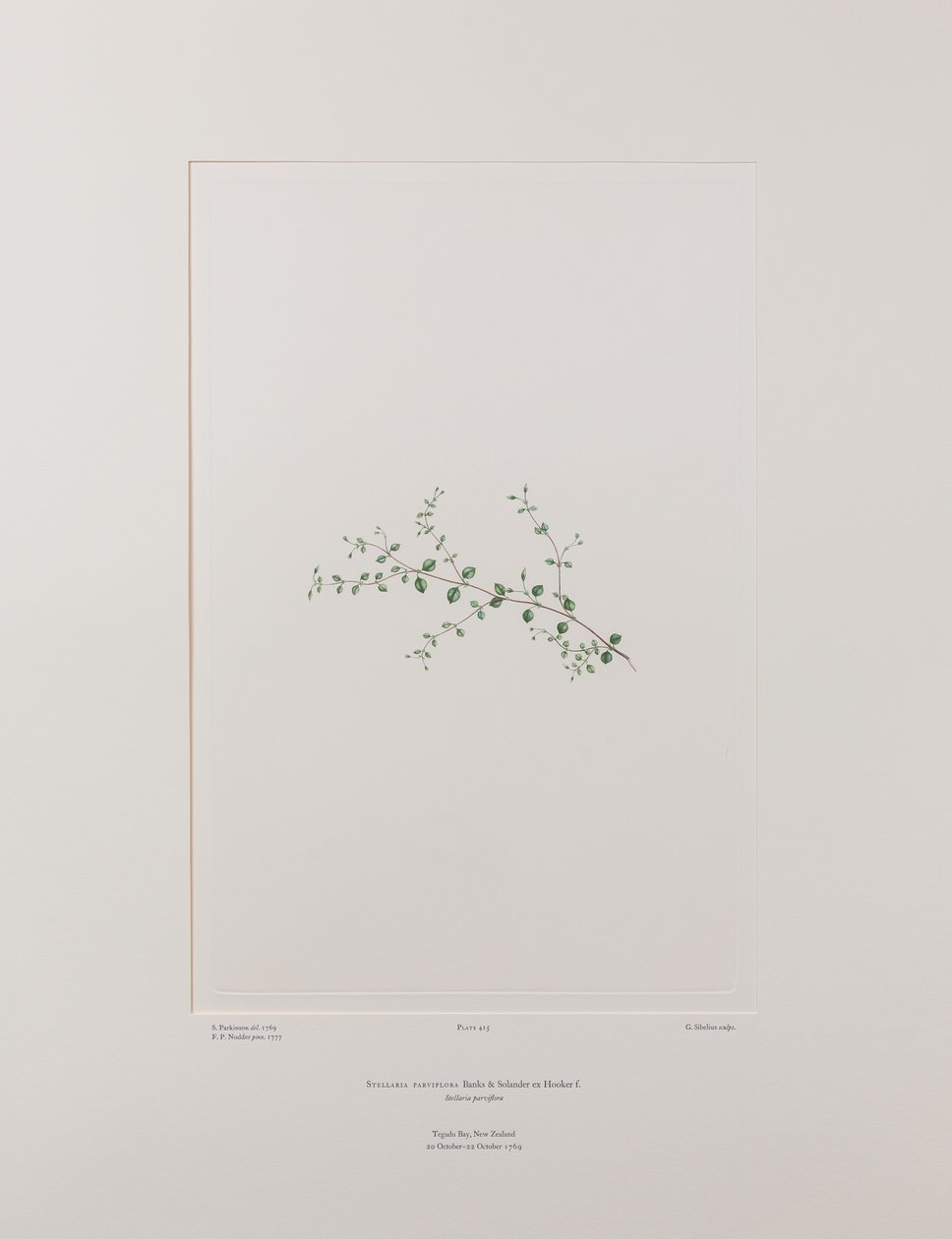 Stellaria parviflora (Caryophyllaceae) - Plaka 415, Banks#39; Florilegium, c.1771-84 (kağıt üzerine bakır levha gravür) by Joseph Banks