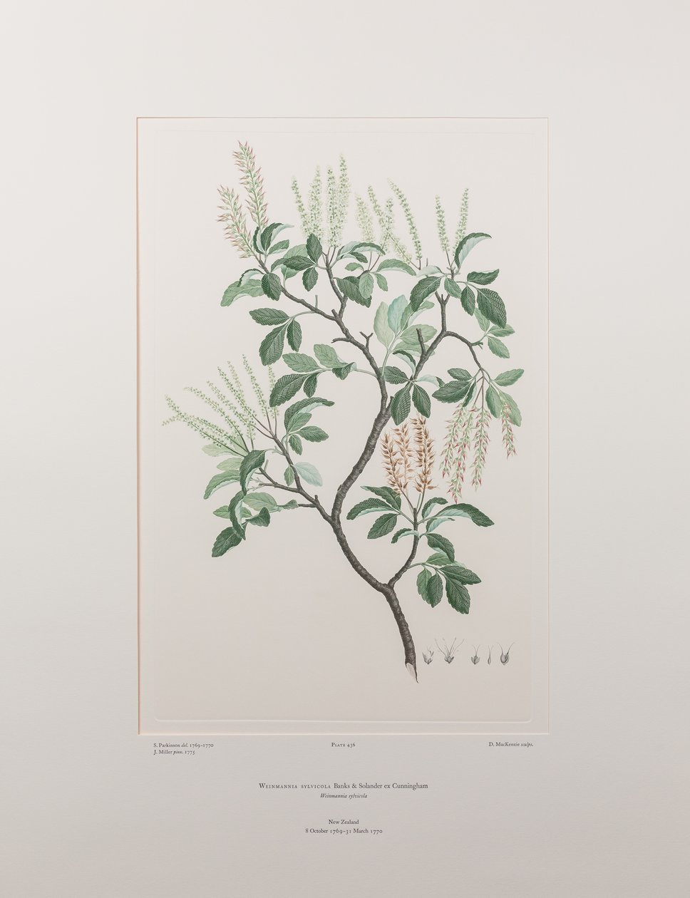 Weinmannia sylvicola (Cunoniaceae) - Plaka 436, Banks#39; Florilegium, c.1771-84 (kağıt üzerine bakır levha gravür) by Joseph Banks