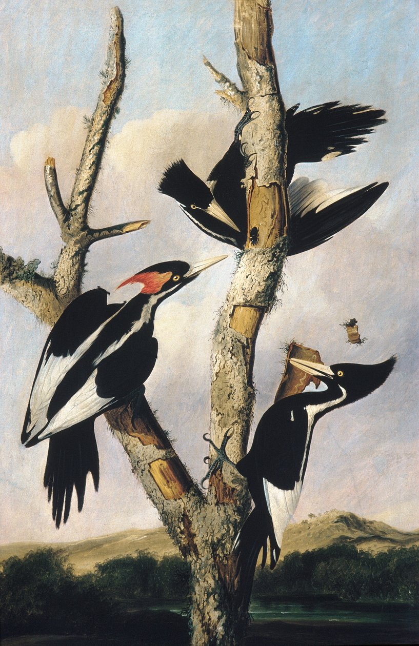 Fildişi gagalı Ağaçkakan, c.1830-31 by Joseph Bartholomew Kidd