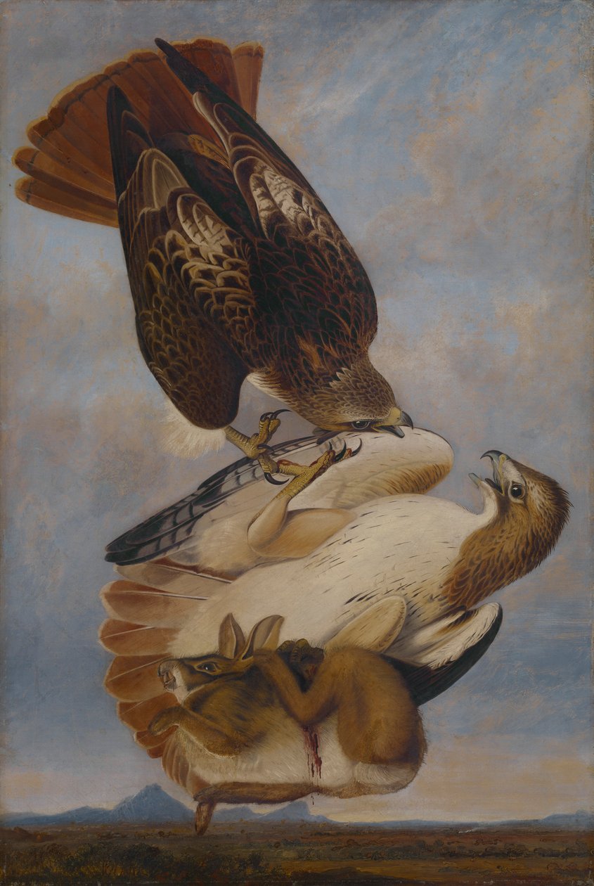 Kırmızı kuyruklu şahin by Joseph Bartholomew Kidd