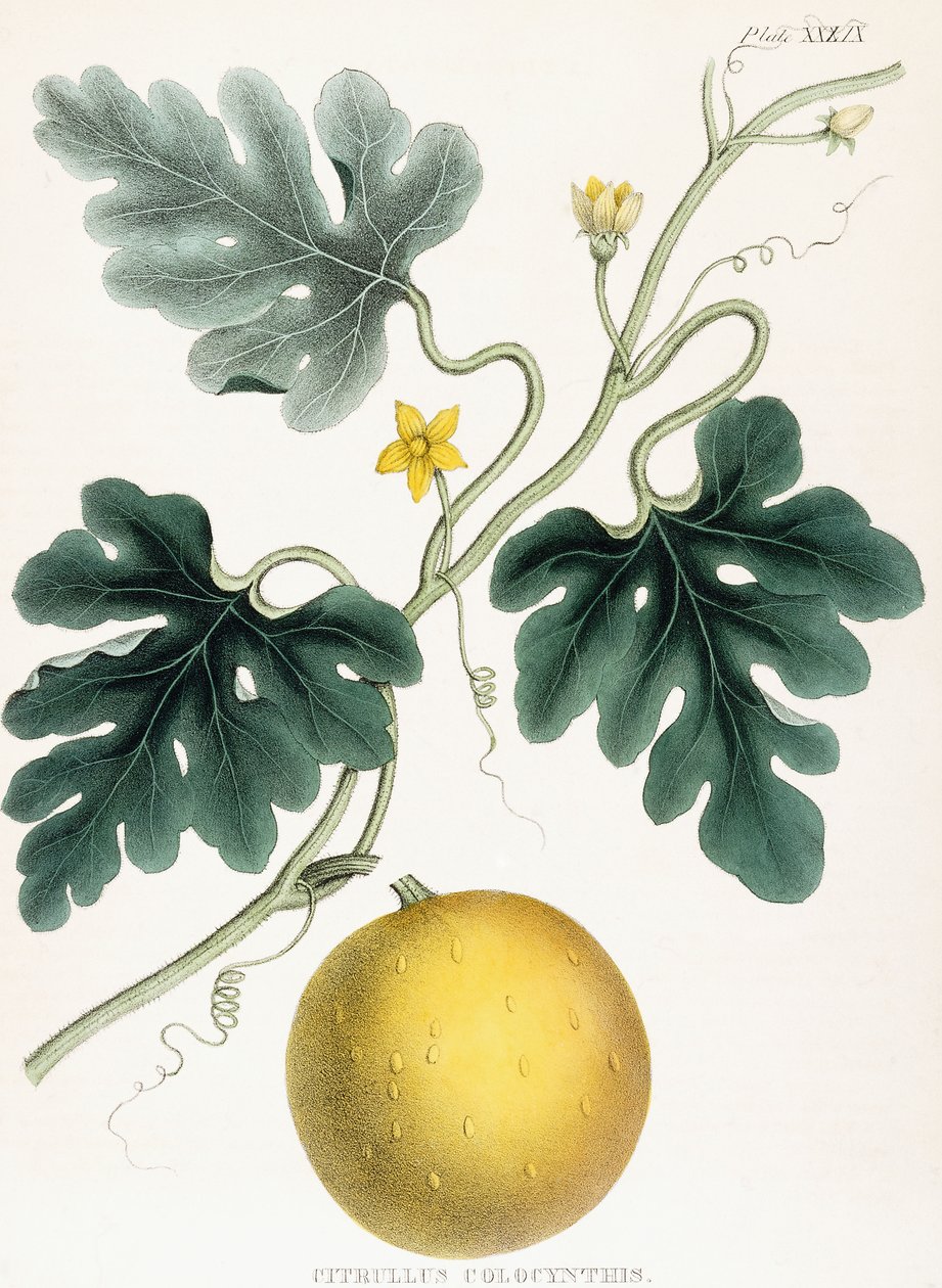 Colocynth, "Tıbbi Botanik Çizimleri: Materia Medica