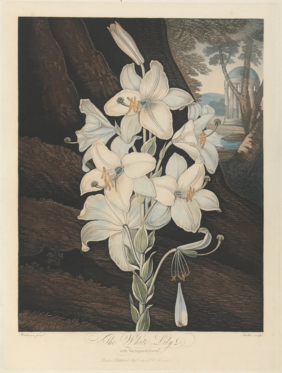 Alacalı Yapraklı Beyaz Zambak, 1800, Robert John Thornton'dan, 'Flora Tapınağı', 1799-1812 by Joseph Constantine Stadler