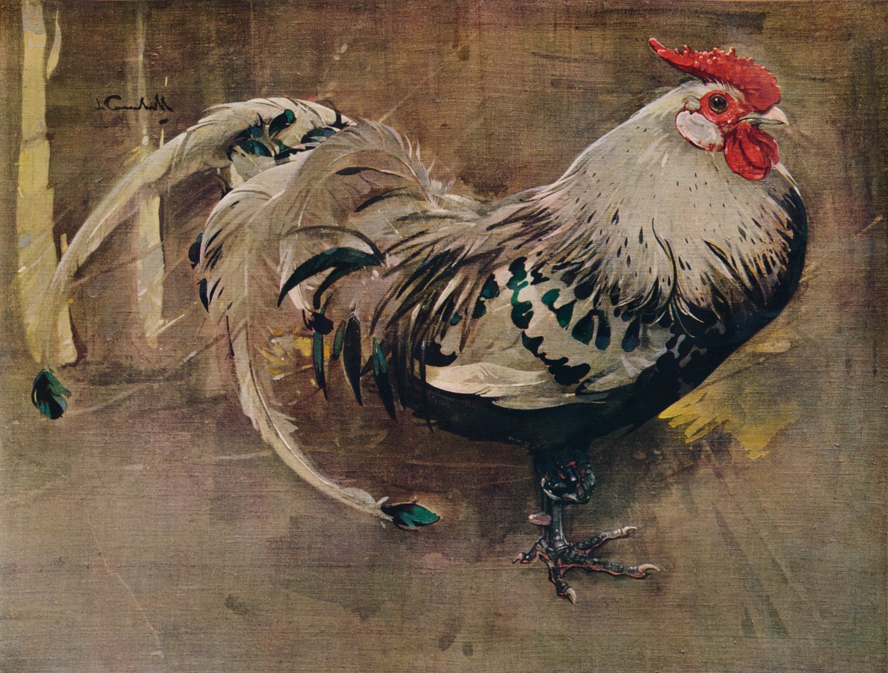 Spangled Cock, 1903 1935 by Joseph Crawhall