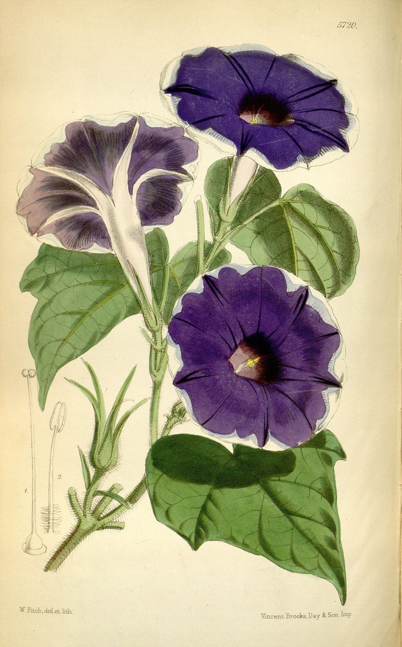 Ipomoea sıfır, 1868 by Joseph Dalton Hooker