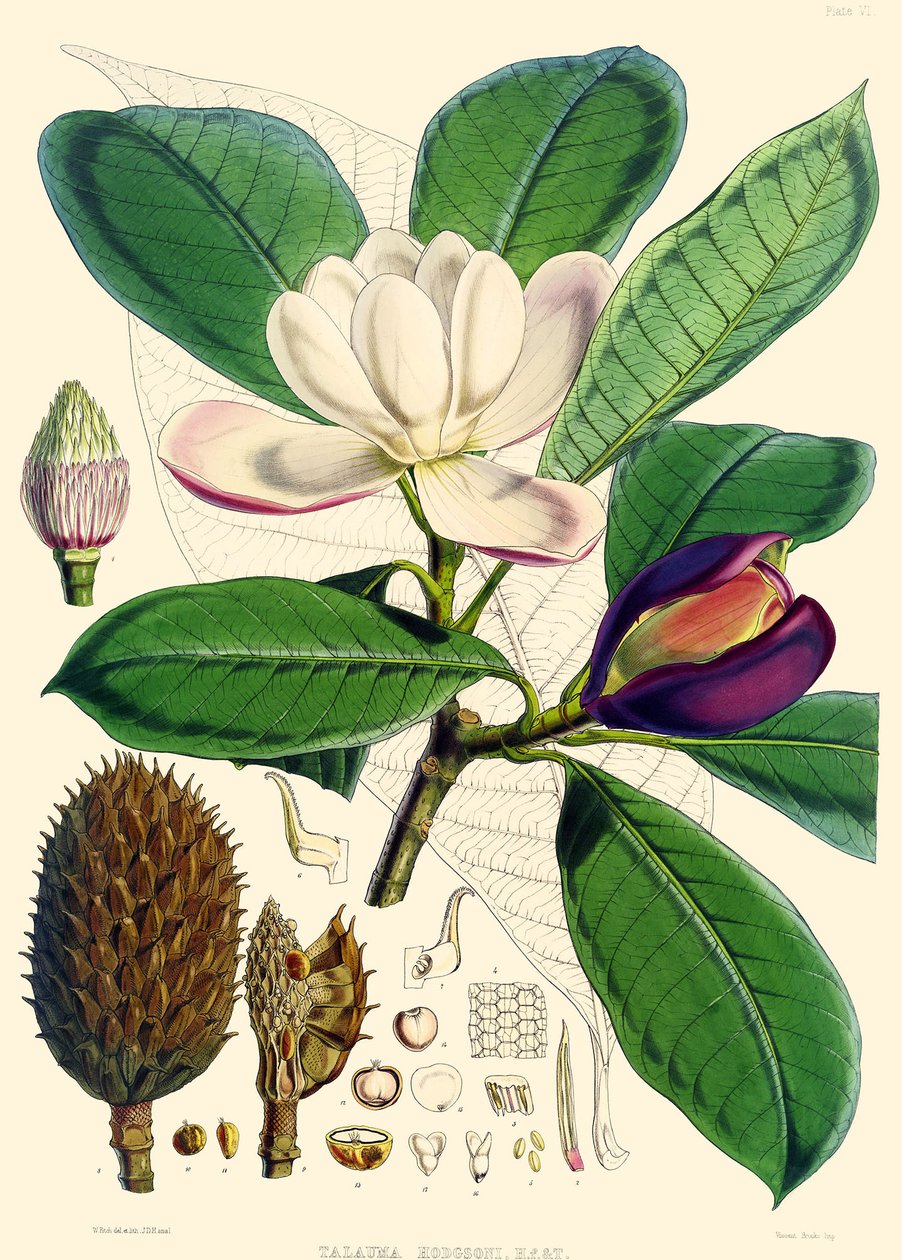 Manolya hodgsonii, 1855 by Joseph Dalton Hooker