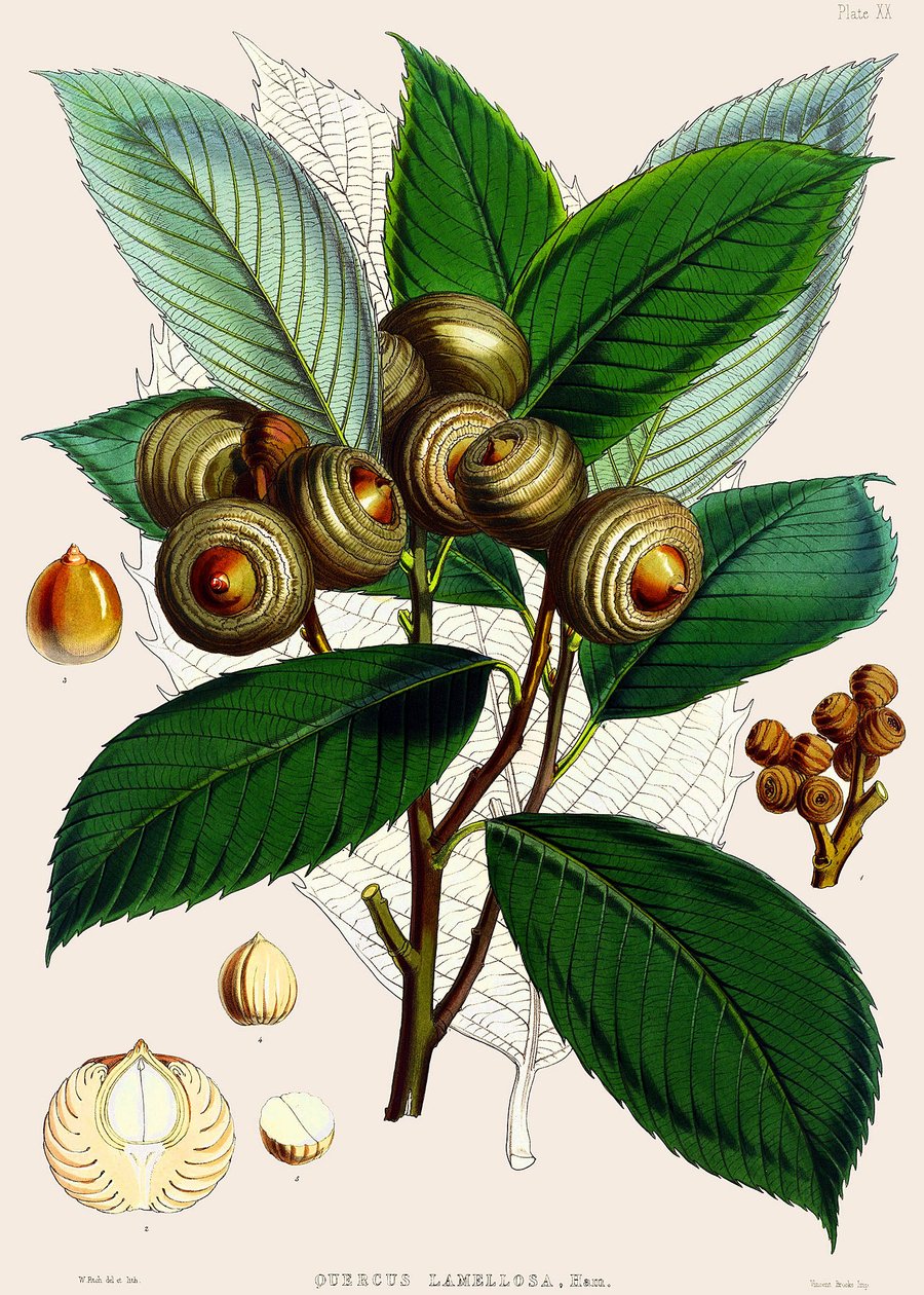 Quercus lamelloza, 1890 by Joseph Dalton Hooker