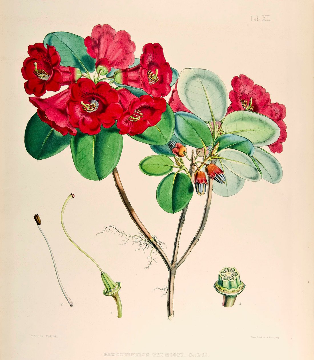Ormangülü thomsonii, 1895 by Joseph Dalton Hooker