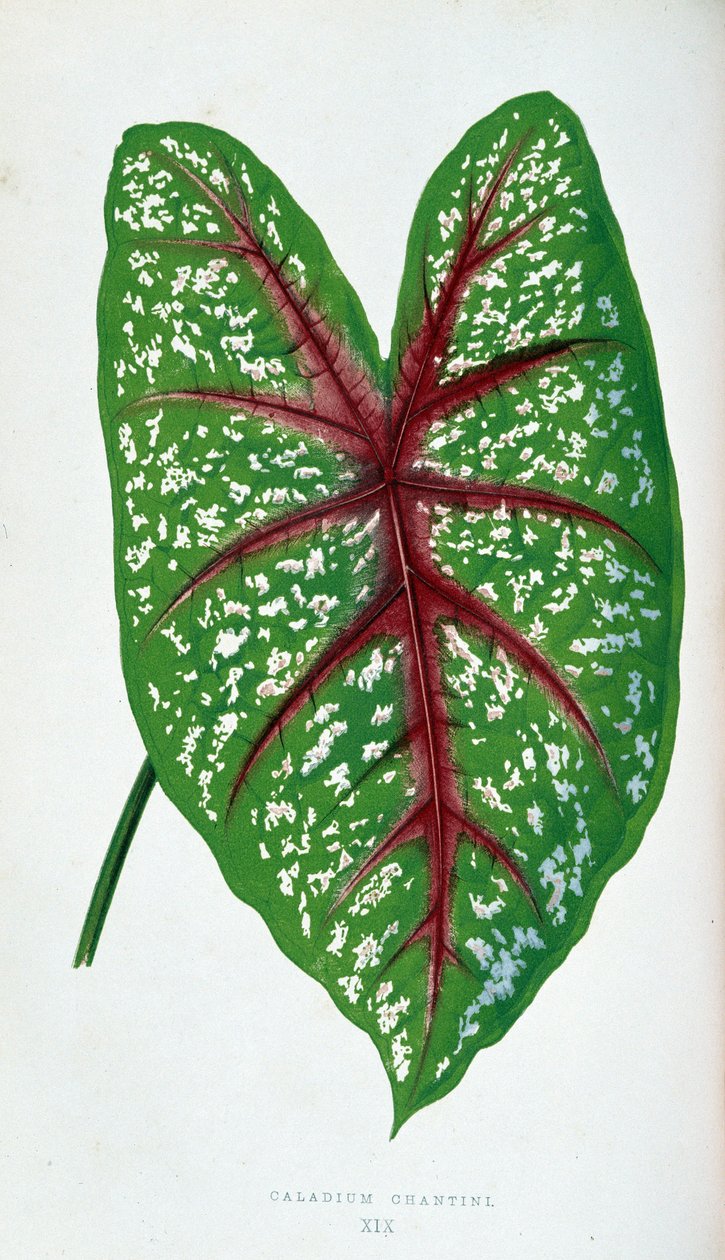 Chantini Caladium yaprağı. Renkli yaprakları olan bitkilerde “” Botanik tahtası. by Joseph Edward and Howard W Lowe