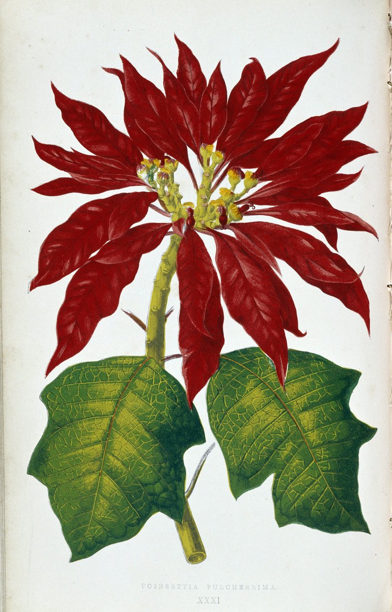 Poinsettia Pulcherrima