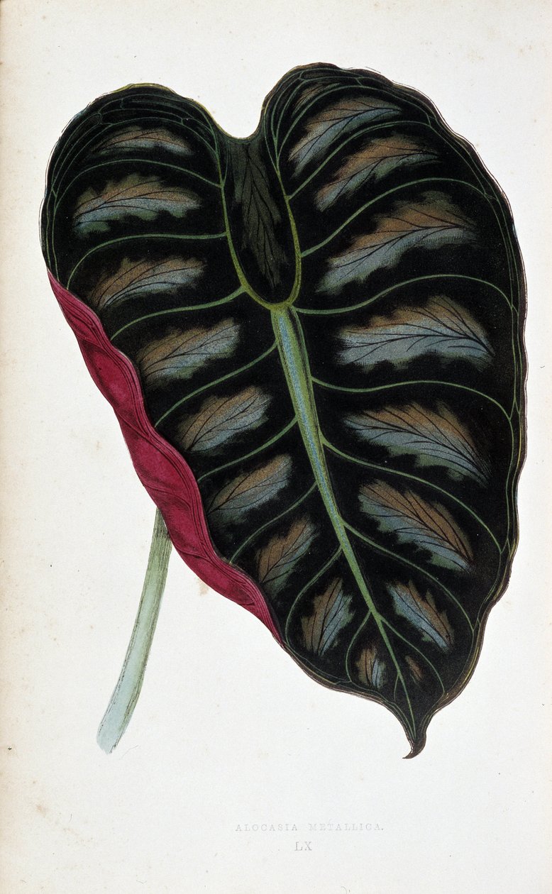 Alocasia metalika yaprağı. Renkli yaprakları olan bitkilerde botanik tahta. Londra Bahçe Bitkileri Derneği üyeleri Edward Joseph Lowe ve W. Howard tarafından bahçeleri, seraları ve apartmanları süslemek için kullanılan en dikkat çekici türlerin koleksiyonu by Joseph Edward and Howard W Lowe