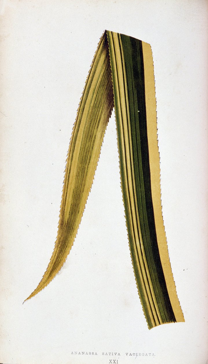Ananassa Sativa Variegata