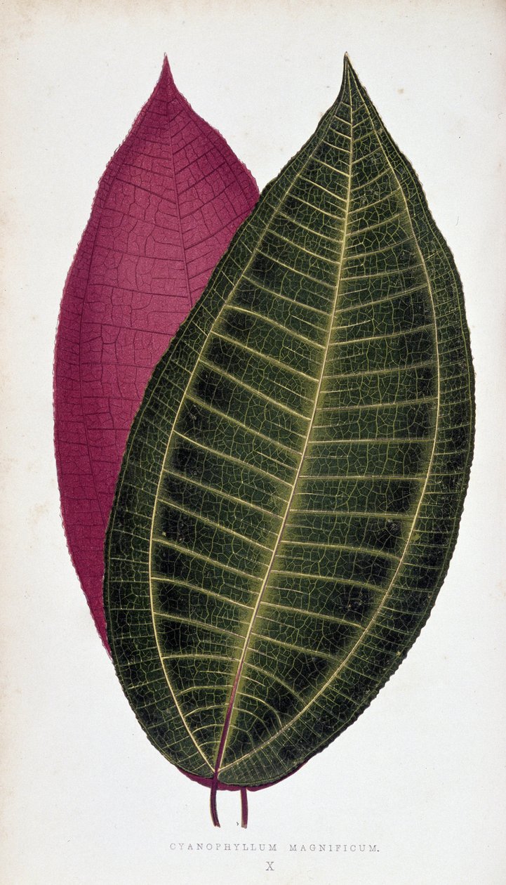 Cyanophyllum Magnificum