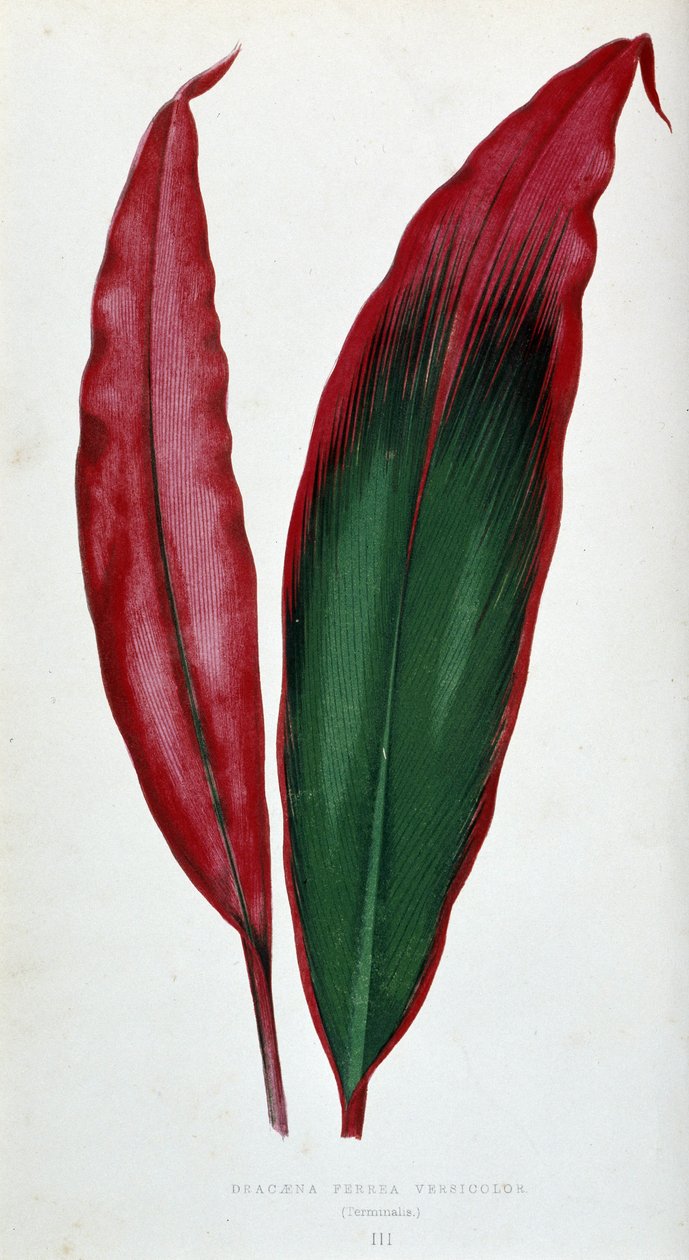 Dracaena ferrea versicolor yaprağı. Renkli yaprakları olan bitkilerde “” Botanik tahtası. by Joseph Edward and Howard W Lowe