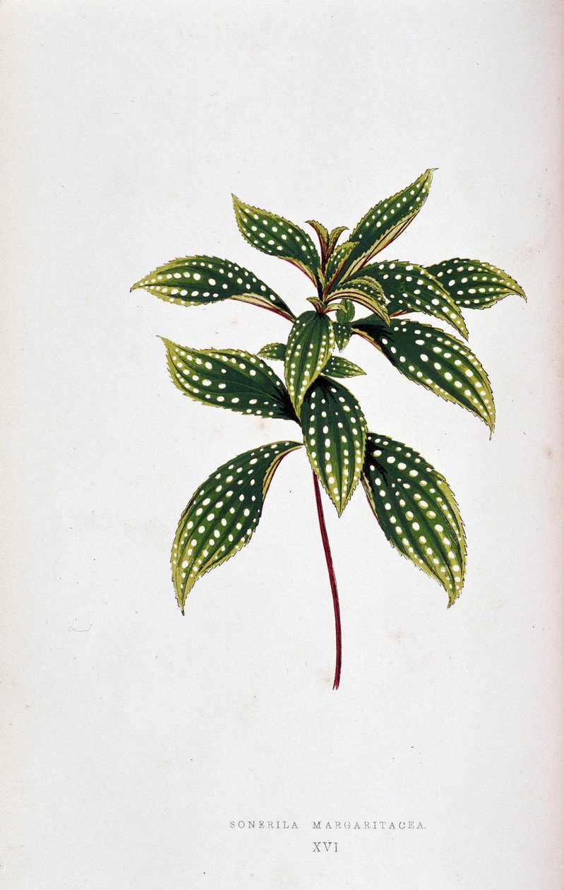Sonerila margaritacea yaprağı. Renkli yaprakları olan bitkilerde “” Botanik tahtası. Londra Bahçe Bitkileri Derneği üyeleri Edward Joseph Lowe ve W. Howard tarafından bahçeleri, seraları ve apartmanları süslemek için kullanılan en dikkat çekici türlerin ko by Joseph Edward and Howard W Lowe
