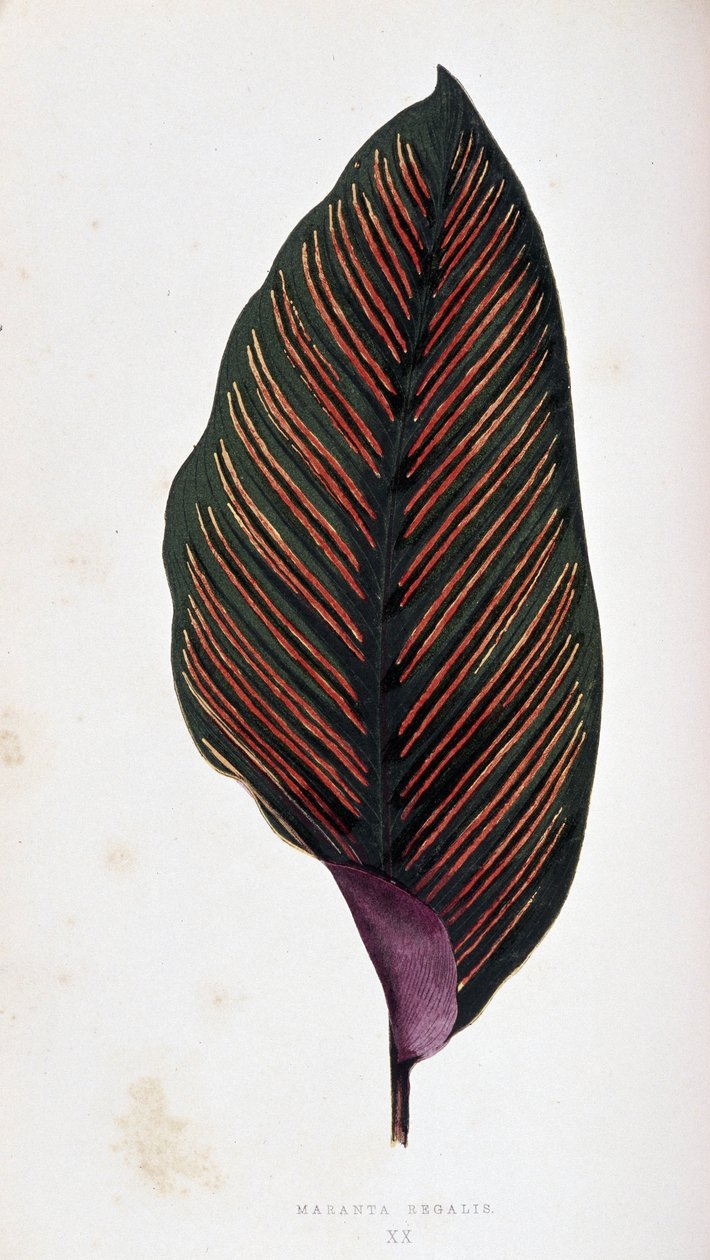 Maranta yaprağı megalisi. Renkli yaprakları olan bitkilerde “” Botanik tahtası. by Joseph Edward and Howard W Lowe