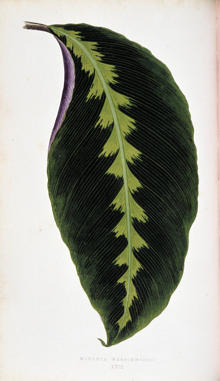 Maranta yaprak warscewiczii. Renkli yaprakları olan bitkilerde “” Botanik tahtası. by Joseph Edward and Howard W Lowe