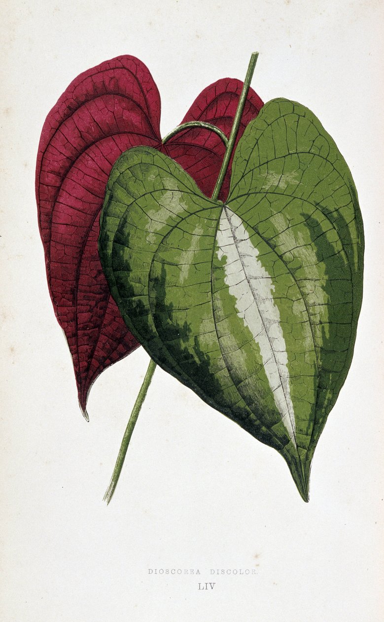 Yam yaprakları 2 renkte (Dioscorea renk değişikliği). Renkli yaprakları olan bitkilerde “” Botanik tahtası. Londra Hort üyeleri Edward Joseph Lowe ve W. Howard tarafından bahçeleri, seraları ve apartmanları süslemek için kullanılan en dikkat çekici türleri by Joseph Edward and Howard W Lowe