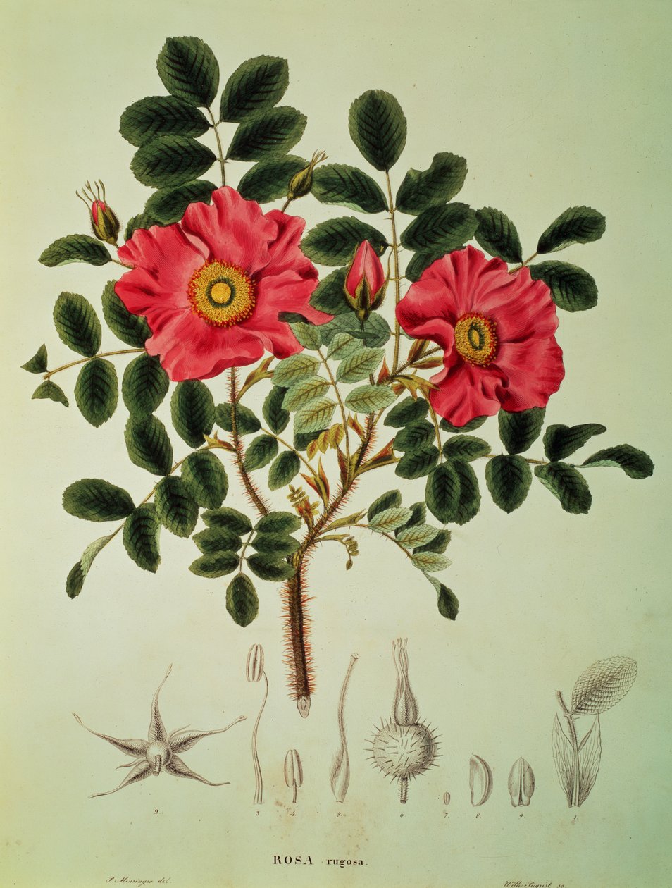  by Joseph Gerhard Zuccarini