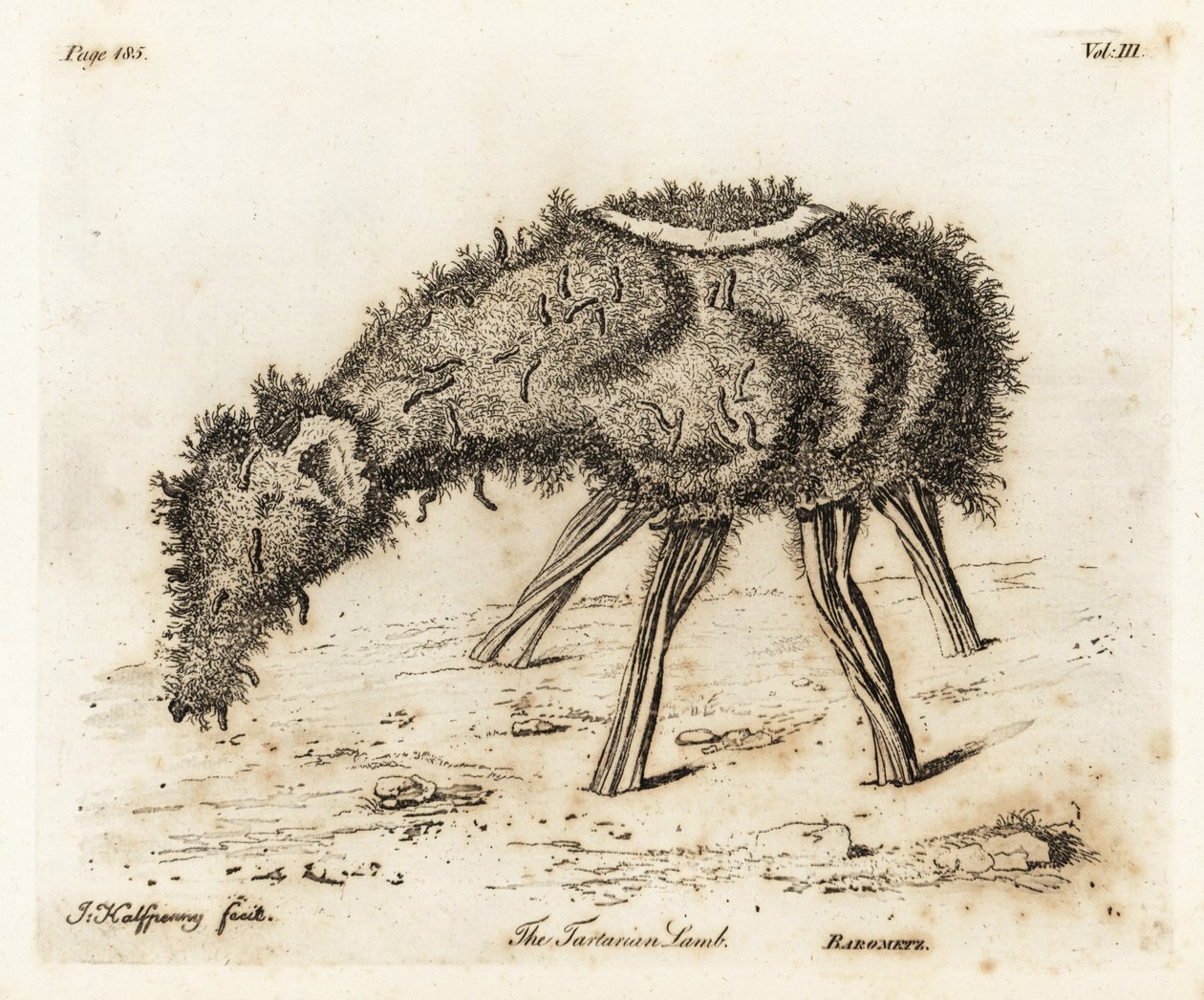 Tartar