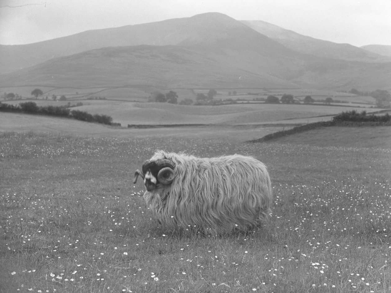  by Joseph Hardman