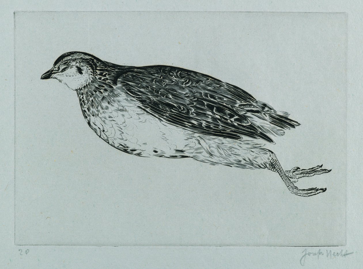 Ölü Keklik (La Perdrix) (gravür) by Joseph Hecht