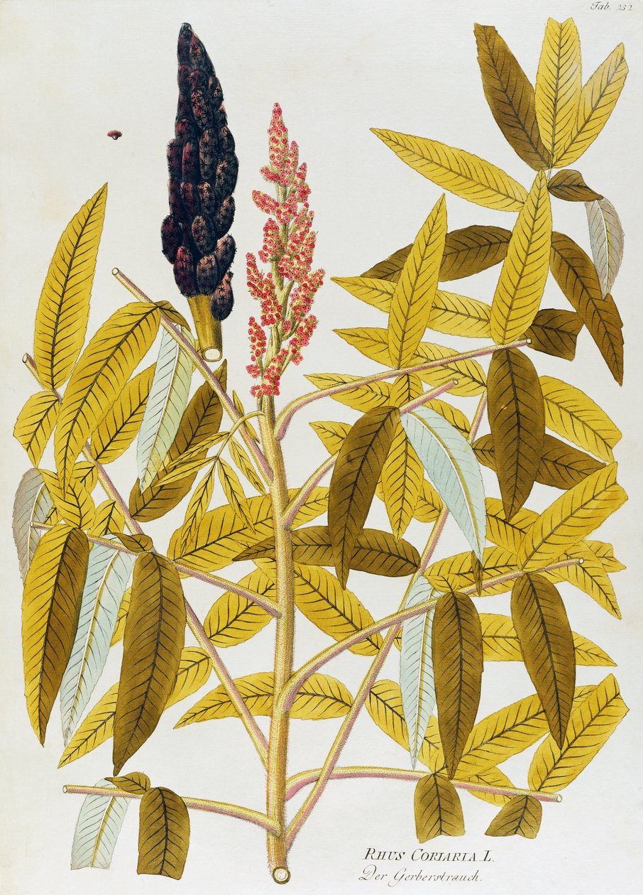 Karaağaç yapraklı sumak veya Sicilya sumak (Rhus coriaria), Joseph Jacob von Plenck (1735-1807), Icones Medicalium plantarum, Viyana