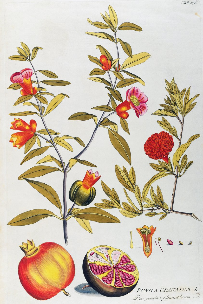 Nar (Punica granatum) tarafından Joseph Jacob von Plenck (1735-1807), şifalı bitkilerin ikonları, Viyana