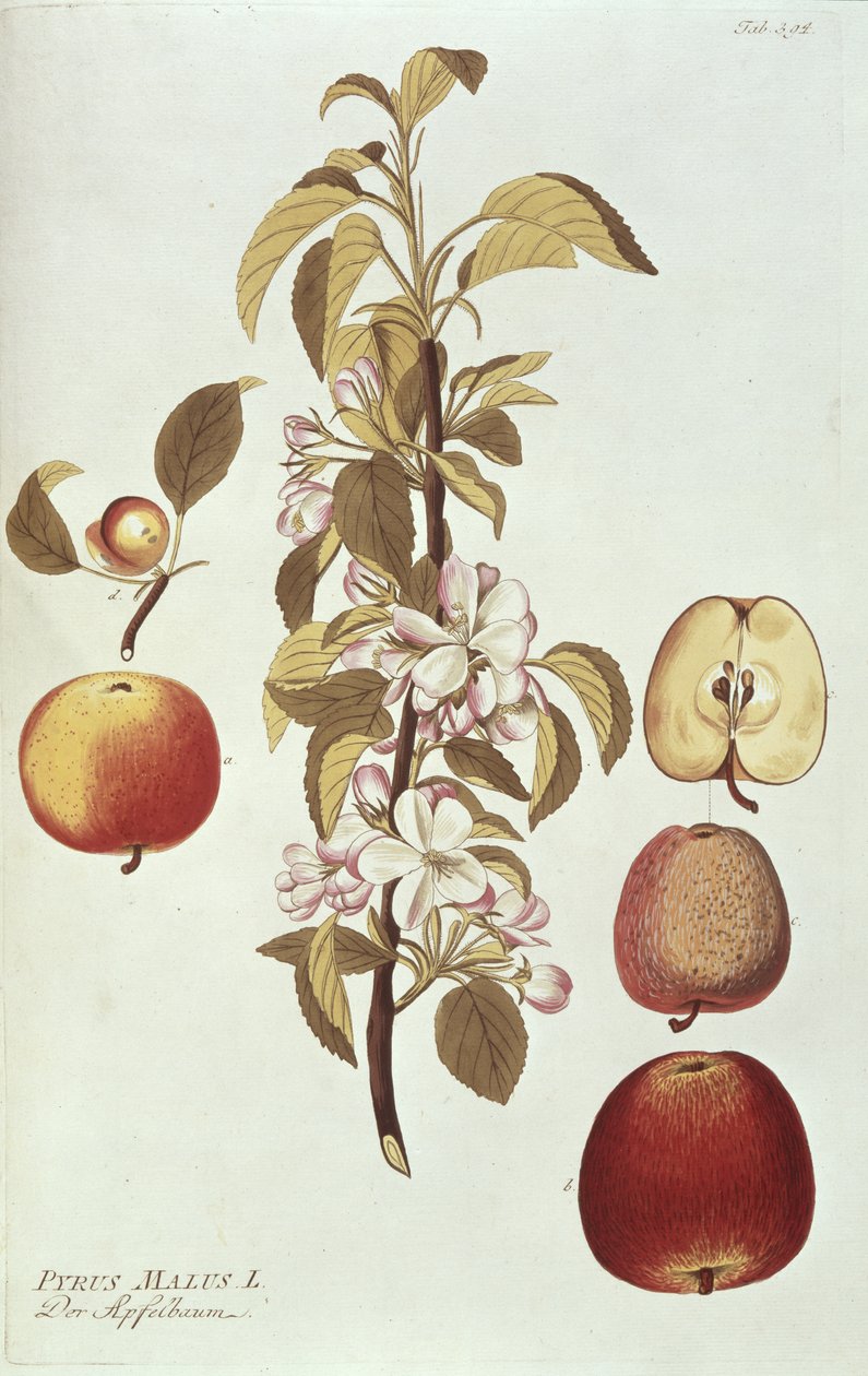 pirus malus by Joseph Jacob Plenck