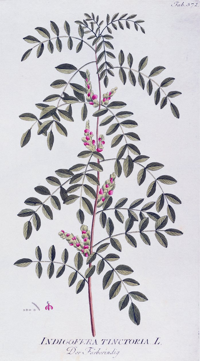 Gerçek indigo (Indigofera tinctoria), Joseph Jacob von Plenck (1735-1807), Icones plantarum medicalium, Viyana