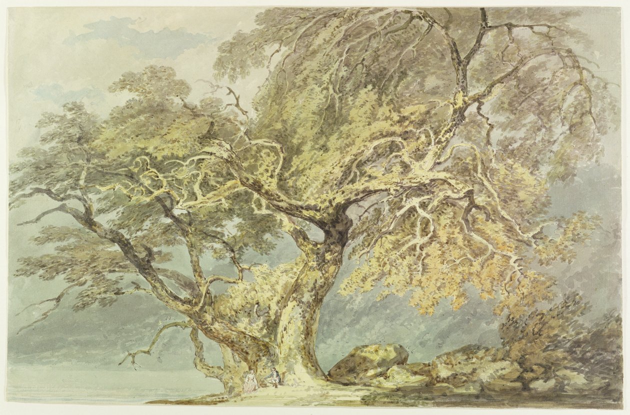 Büyük Bir Ağaç, c.1796 (kağıt üzerinde grafit üzerinde wc) by Joseph Mallord William Turner