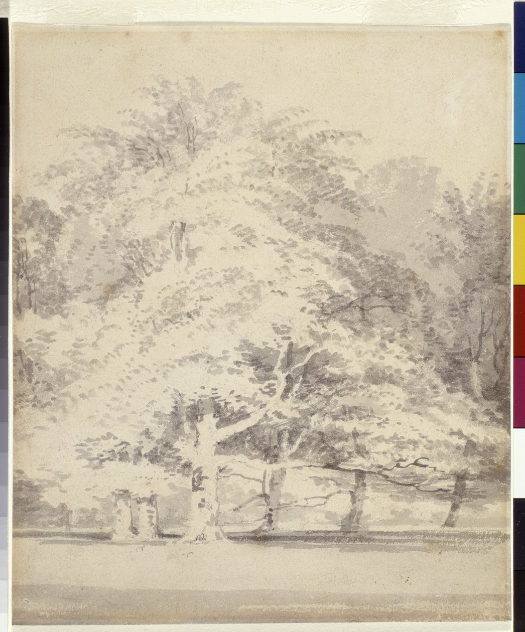 Kayın Ağaçları (beyaz kağıt üzerine kurşun kalem üzerine gri mürekkep bulaşır) by Joseph Mallord William Turner