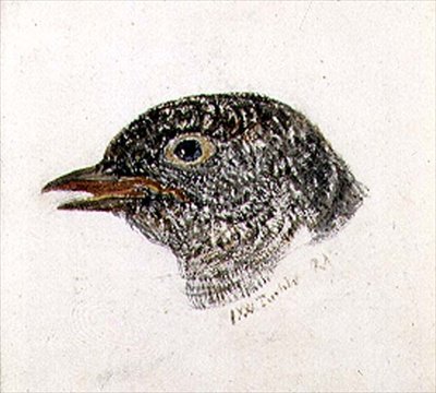 Guguk kuşu, The Farnley Book of Birds