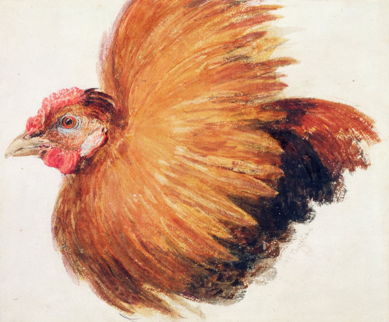 Game-Cock, The Farnley Book of Birds