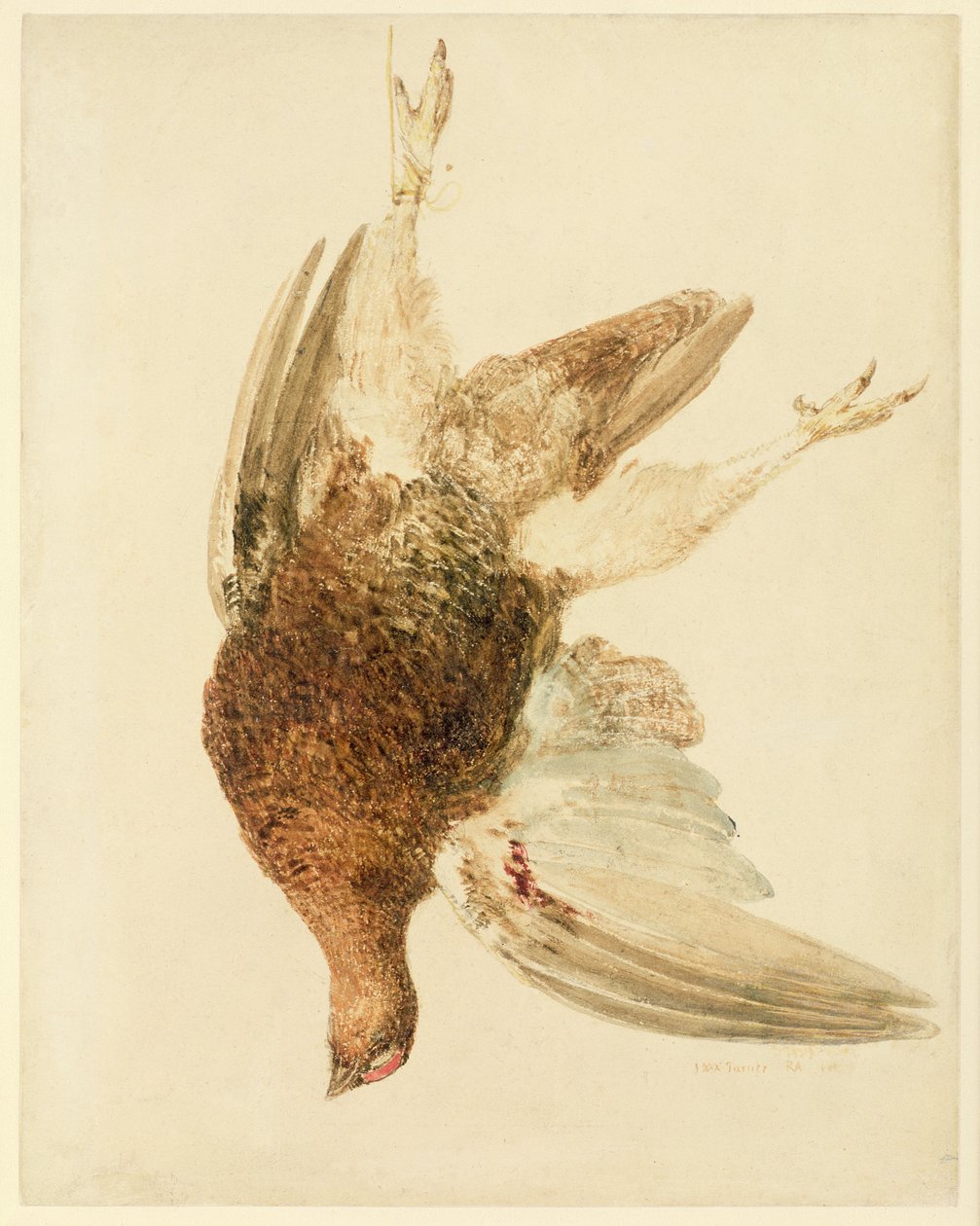 Orman Tavuğu, The Farnely Book of Birds
