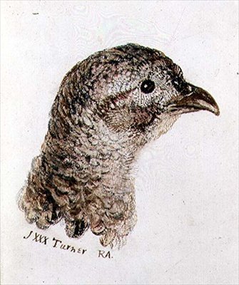 Tavuk Sülün, The Farnley Book of Birds