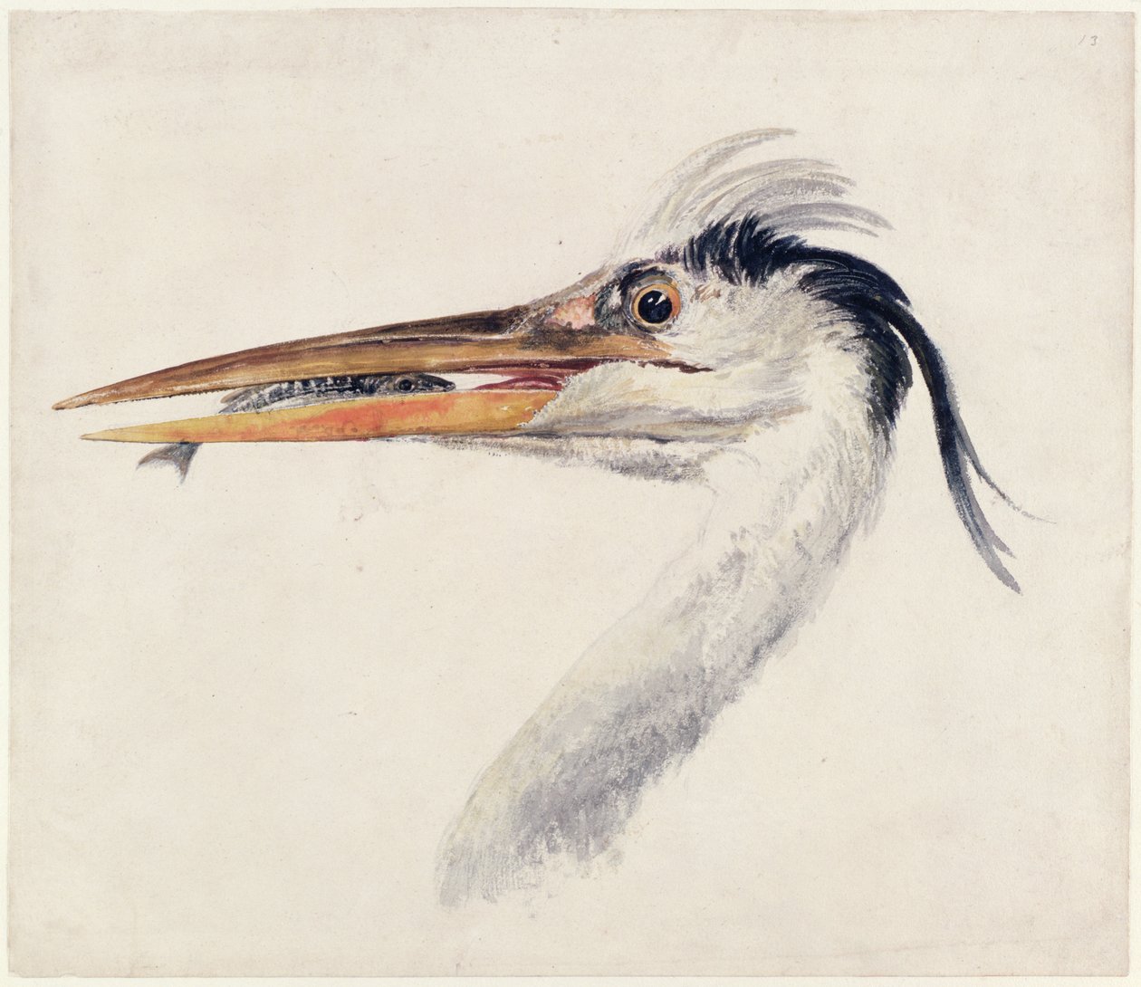 Heron, The Farnley Book of Birds'den, c.1816 (kalem ve mürekkep ve kağıt üzerine suluboya) by Joseph Mallord William Turner