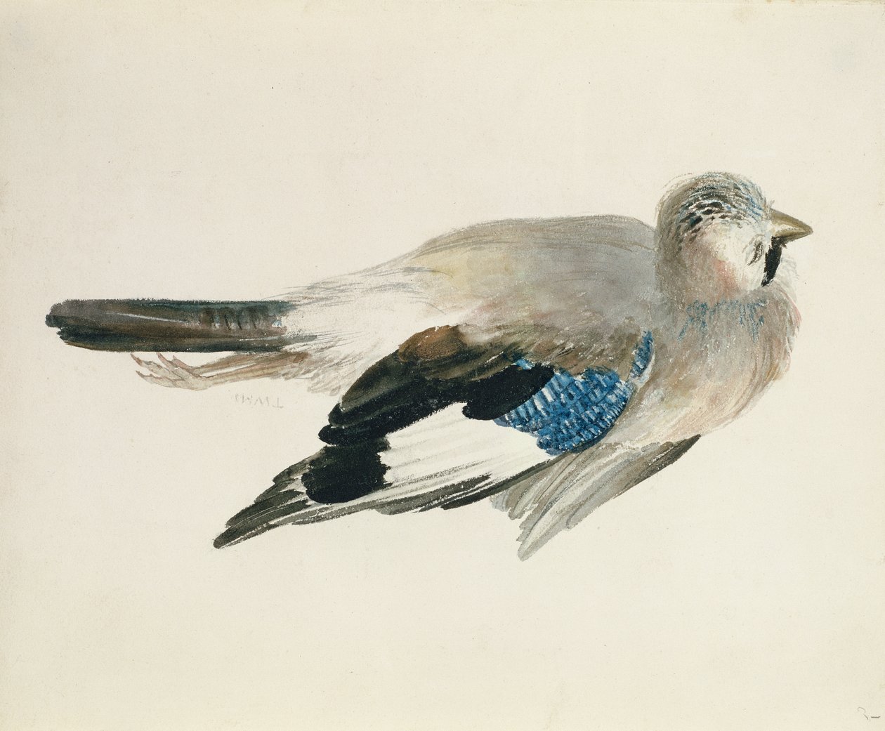 Jay, The Farnley Book of Birds
