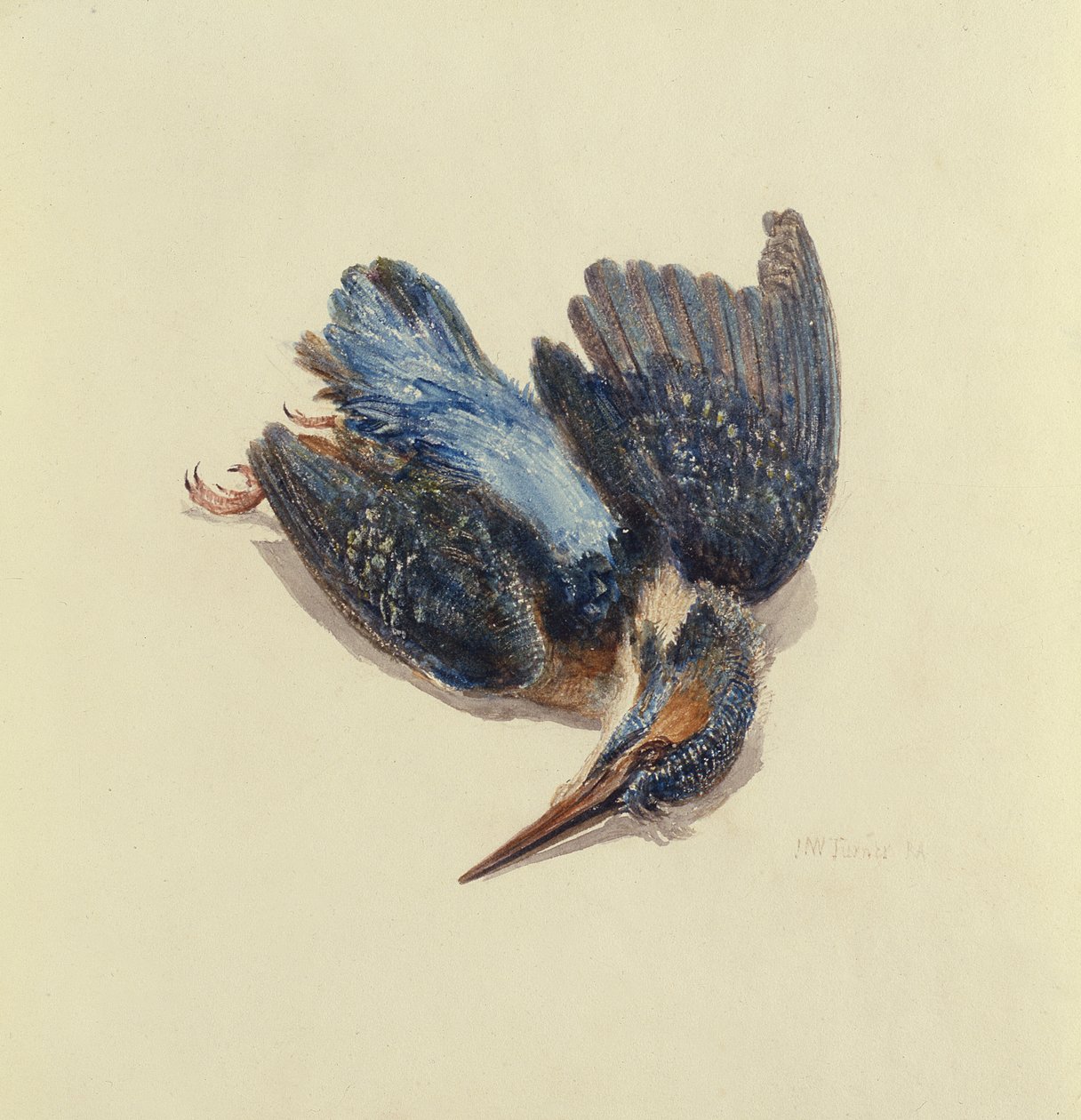 Kingfisher, The Farnley Book of Birds