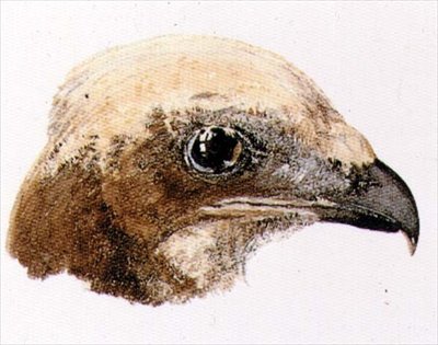 Moor Hawk, The Farnley Book of Birds
