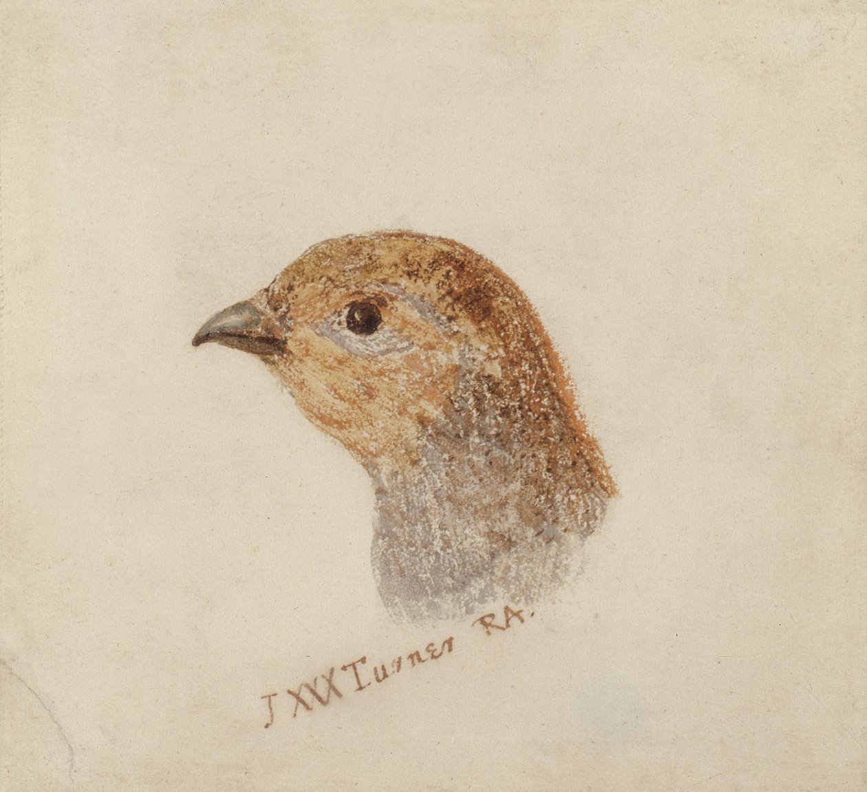 Keklik, Farnley Kuşlar Kitabı'ndan, c.1816 (kağıt üzerine kalem ve suluboya) by Joseph Mallord William Turner